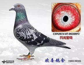 武汉鸽子最新爆料信息,揭秘城市生活新动态