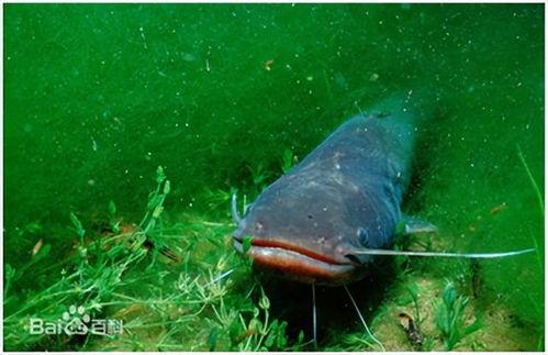 新瓜爆料大嘴鱼视频,揭秘幕后真相